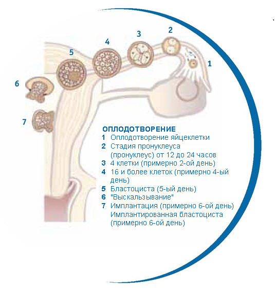 Стадии оплодотворения. Этапы оплодотворения. Стадии оплодотворения яйцеклетки.
